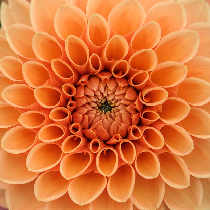 Orange dahlia petals macro, floral abstract background. Shallow DOF, square composition.