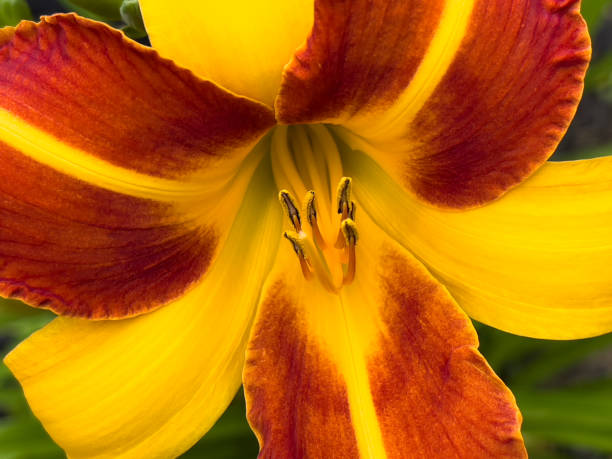 Orange Daylily Flower Hemerocallis fulva hemerocallis stock pictures, royalty-free photos & images