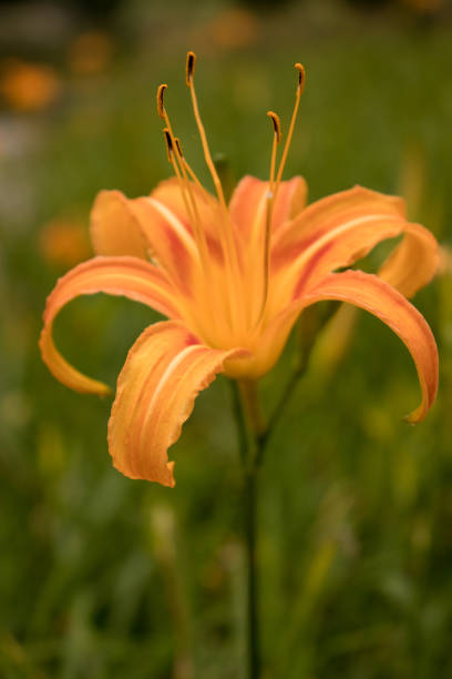 Orange Daylily stock photo