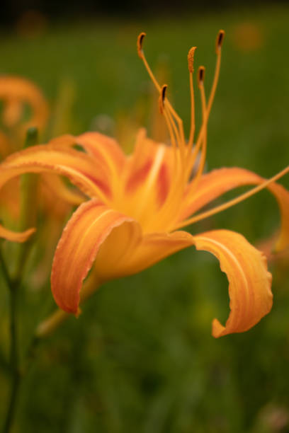 Orange Daylily stock photo