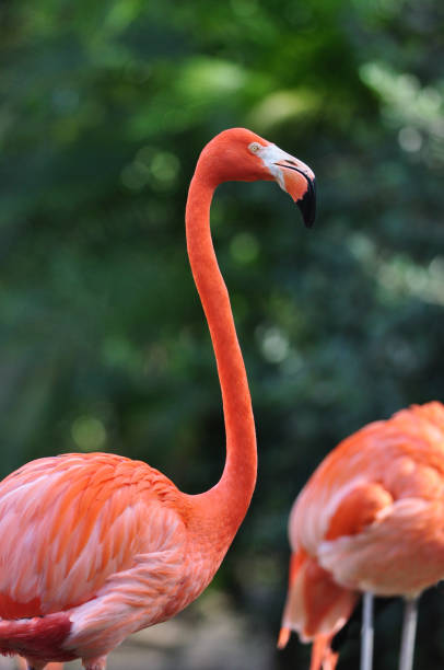 Orange flamingo closeup portrait on Florida coastline stock photo