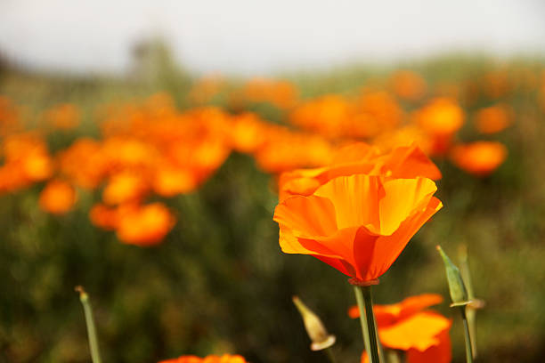 Orange Flower in the Landscape stock photo