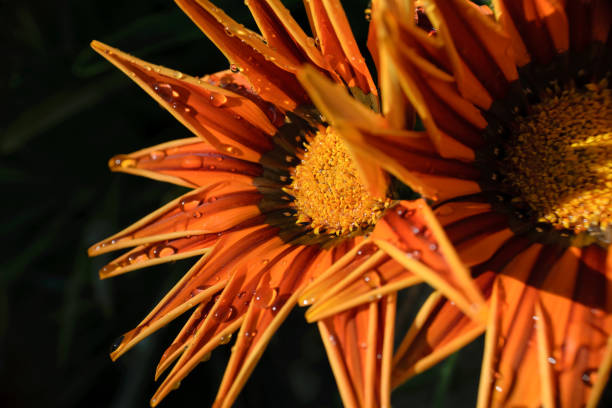 Orange Flower stock photo