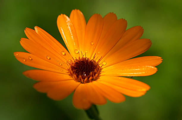 orange flower #1 stock photo