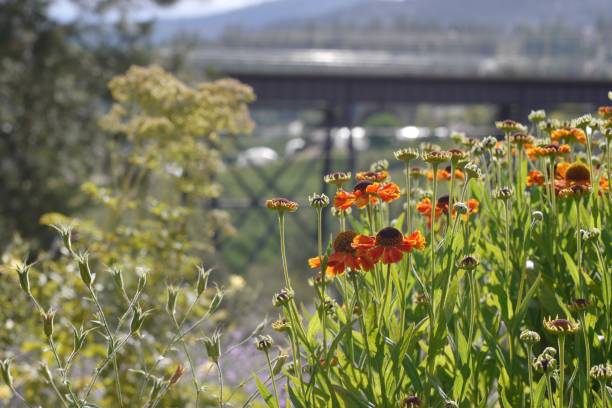 Orange flowers in bloom, train trestle in background stock photo