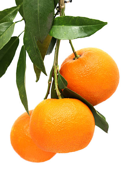 orange fruits and leaf three oranges on tree and green leaves orange tree stock pictures, royalty-free photos & images