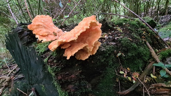 Large orange fungus on a log in the woods - damp and with moss on the tree trunk