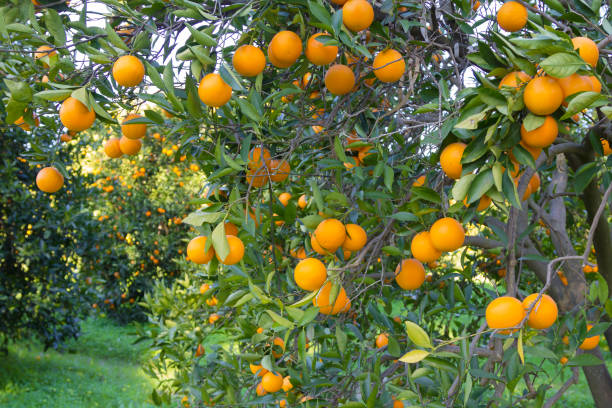 Jardin orange - Photo
