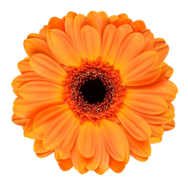 Orange Gerbera Flower Isolated on White Orange Gerbera Flower with Black Center. Macro of Flower Isolated on White Background zinnia stock pictures, royalty-free photos & images