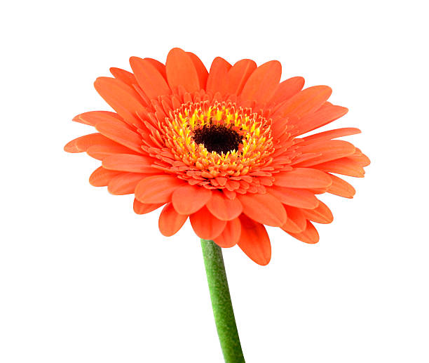 Orange Gerbera Flower with Green Stem Isolated stock photo