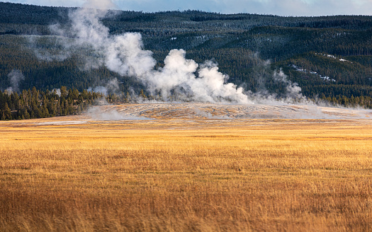 Landscape of orange grass field with background of pine forest, hot smoke floating from hot zone of geyser basin area in Yellowstone, Wyoming, USA.