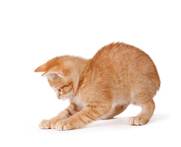 Orange kitten playing on a white background. stock photo