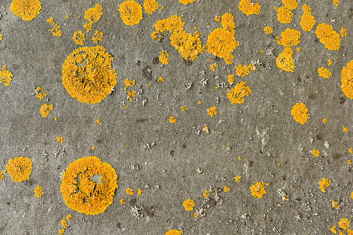 An image of orange lichen on the back of a gravestone in Cape Cod.