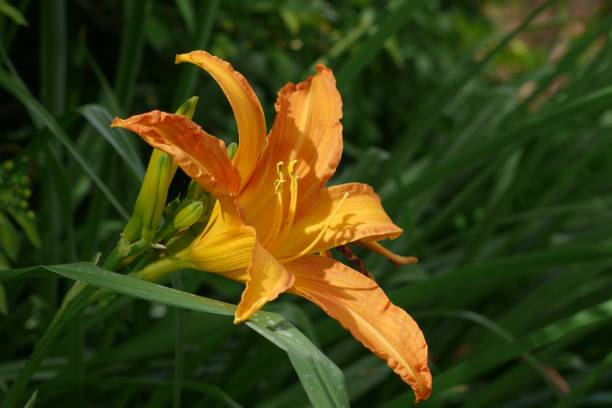 Orange lily in the garden stock photo