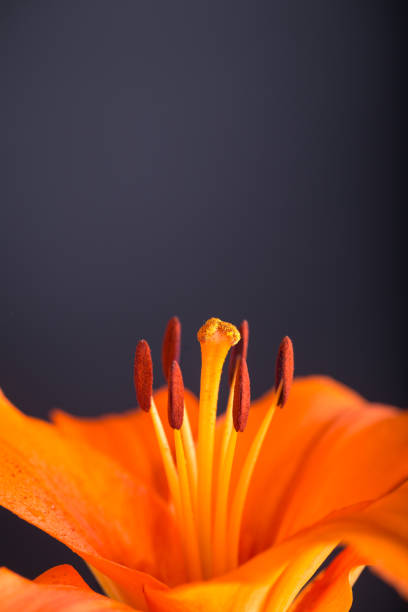 orange lily studio shot with black background stock photo