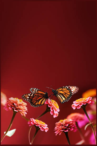 Orange monarch butterflies and pink flowers on a bright red background. Summer spring background. Free space for text. Orange monarch butterflies and pink flowers on a bright red background. Summer spring background. Free space for text. butterfly garden stock pictures, royalty-free photos & images