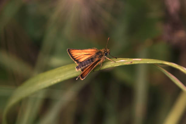 Orange Moth In The Garden stock photo