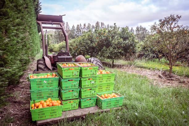 Orange orchard in Kerikeri, Northland, New Zealand NZ - harvest of citrus fruit in plastic crates on pallet of vintage tractor Orange orchard in Kerikeri, Northland, New Zealand NZ - harvest of citrus fruit in plastic crates on pallet of vintage antique tractor crop yield stock pictures, royalty-free photos & images