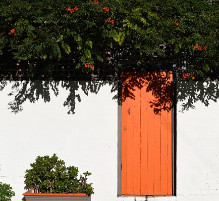 Orange painted wooden door against white wall. Foliage above door has orange flowers. A plant pot to left of the door is painted with an orange stripe.