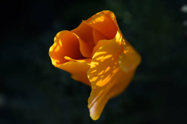 Orange Poppy Flower (Closed) stock photo