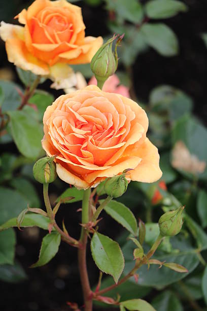 Orange roses in Copenhagen, Denmark Scandinavia  happy birthday in danish stock pictures, royalty-free photos & images