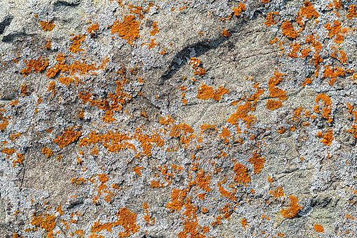Orange scaly lichen on the stone as a natural background. The pattern and texture of mold and stone.