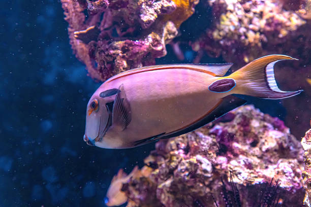 оранжевый плечевой танг - great barrier reef стоковые фото и изображения