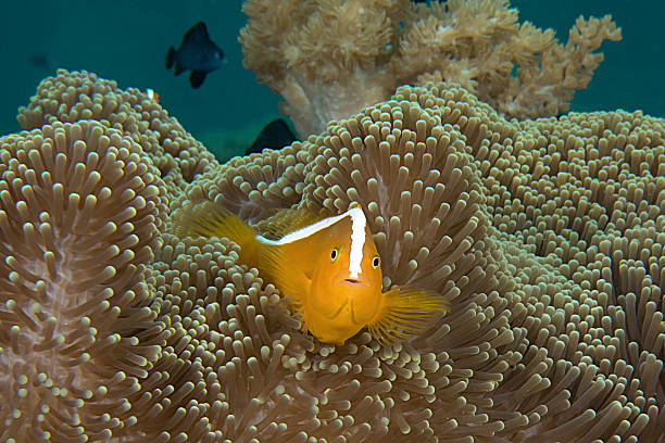 pesce pagliaccio arancione moffetta (amphiprion sandaracinos) - mertens foto e immagini stock