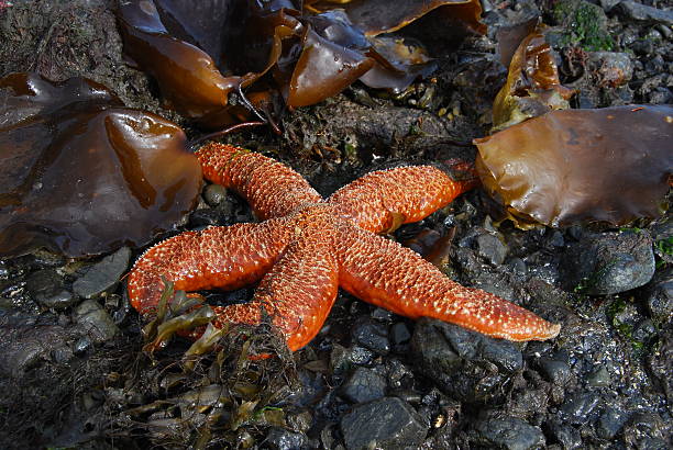 Orange Starfish stock photo