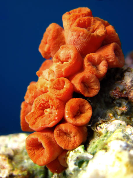 177 Orange Coral Stock Photos, Pictures & Royalty-Free Images - iStock