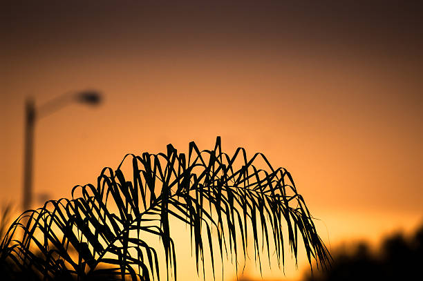 Orange sunset behind a palm tree stock photo