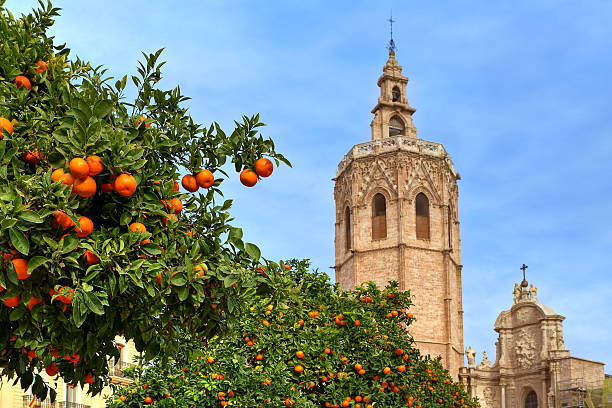 Orange tree and Valencia Cathedral. Trees with ripe oranges and bell tower of famous Saint Mary's Cathedral on background under blue sky in Valencia, Spain. comunidad autonoma de valencia stock pictures, royalty-free photos & images