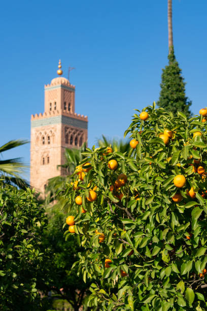 Orange Tree in front of Koutoubia Mosque in Marrakesh Morocco An orange tree in front of Koutoubia Mosque in Marrakesh Morocco koutoubia mosque stock pictures, royalty-free photos & images