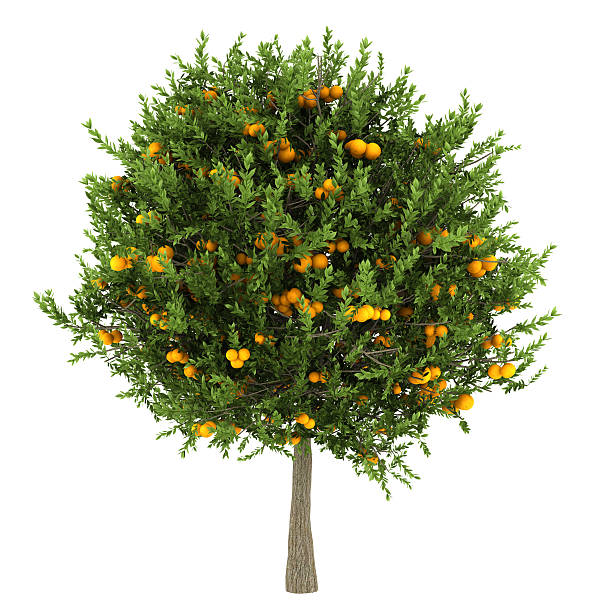 orange tree isolated on white background orange tree isolated on white background orange tree stock pictures, royalty-free photos & images
