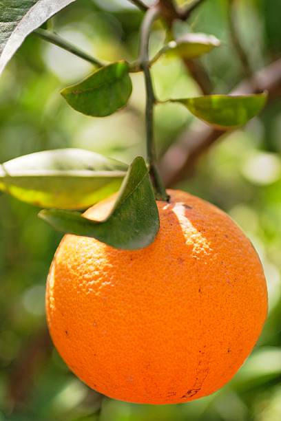 Orange tree stock photo