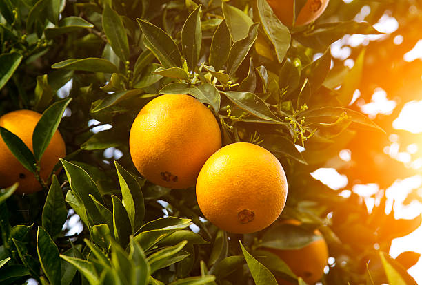 Orange Tree stock photo
