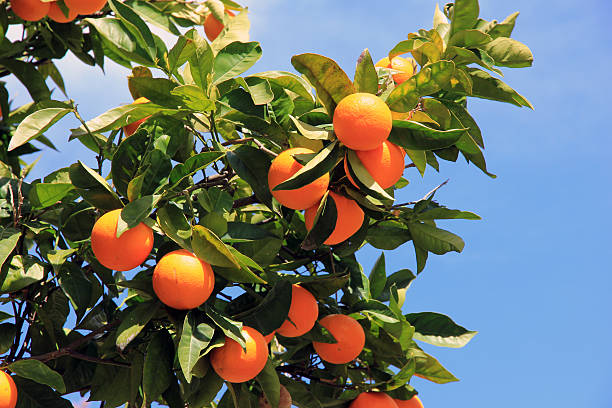 Orange tree Orange tree with fruits and blue sky background orange tree stock pictures, royalty-free photos & images