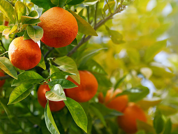 Orange tree Orange tree orange tree stock pictures, royalty-free photos & images