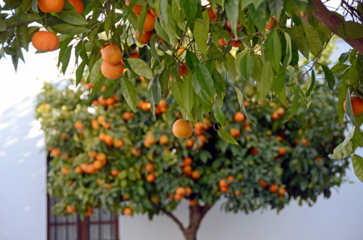Orange Tree, Spain
