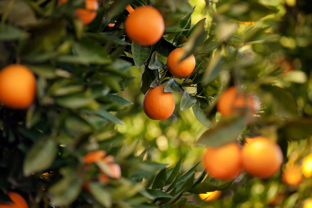 Orange trees Orange orange tree stock pictures, royalty-free photos & images