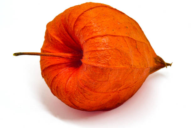 Orange vegetable pod on white background studio macro closeup stock photo