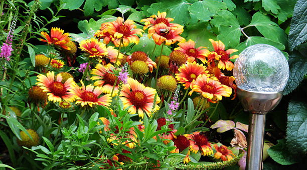 Orange & Yellow Flowers w/Bee stock photo