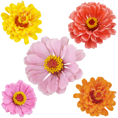 Orange, yellow, red, pink zinnia composition on isolated background. Summer flower.