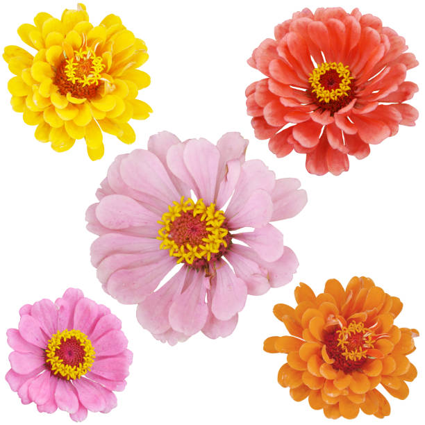 Orange, yellow, red, pink zinnia composition on isolated background. Summer flower. Orange, yellow, red, pink zinnia composition on isolated background. Summer flower. zinnia stock pictures, royalty-free photos & images