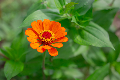 Orange zinnia or major flower on green background with copy space. Growing and breeding of garden plants, landscape design of the site.