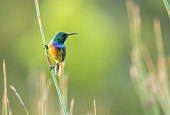 istock Orange-breasted sunbird in Western Cape 1309271364