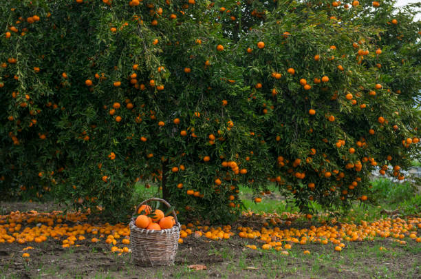 Oranges growing on tree orchard Oranges growing on tree orchard orange tree stock pictures, royalty-free photos & images