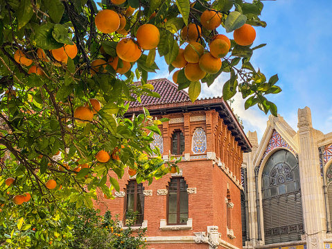 Valencia, Spain - December 4, 2020: Orange tree with fruits next to the Central Market in the old part of the city. It is not unusual to see this all over southern Spain