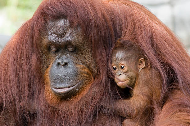 Orangutan and baby stock photo