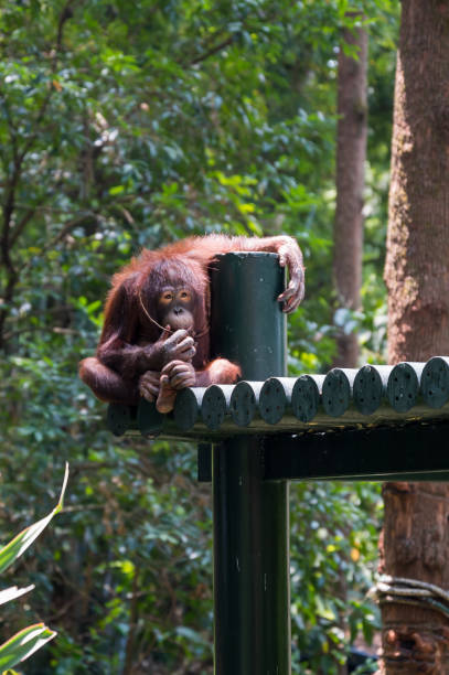 Orangutan climbing in the safari Orangutan climbing in the safari animals in captivity stock pictures, royalty-free photos & images